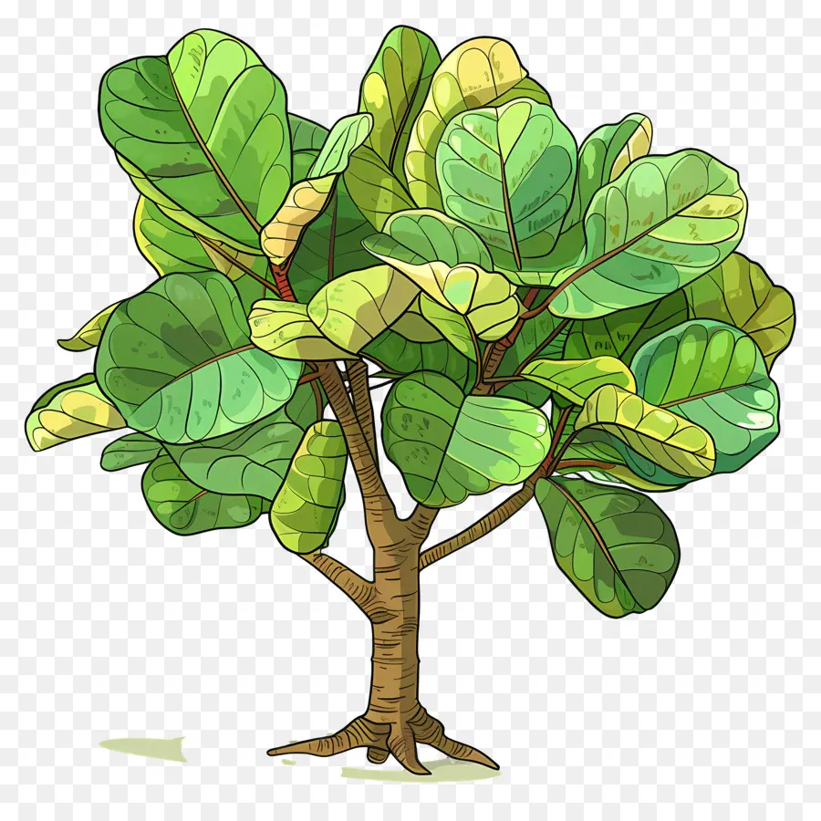 Ficus Lyrata，Tanaman Hijau PNG