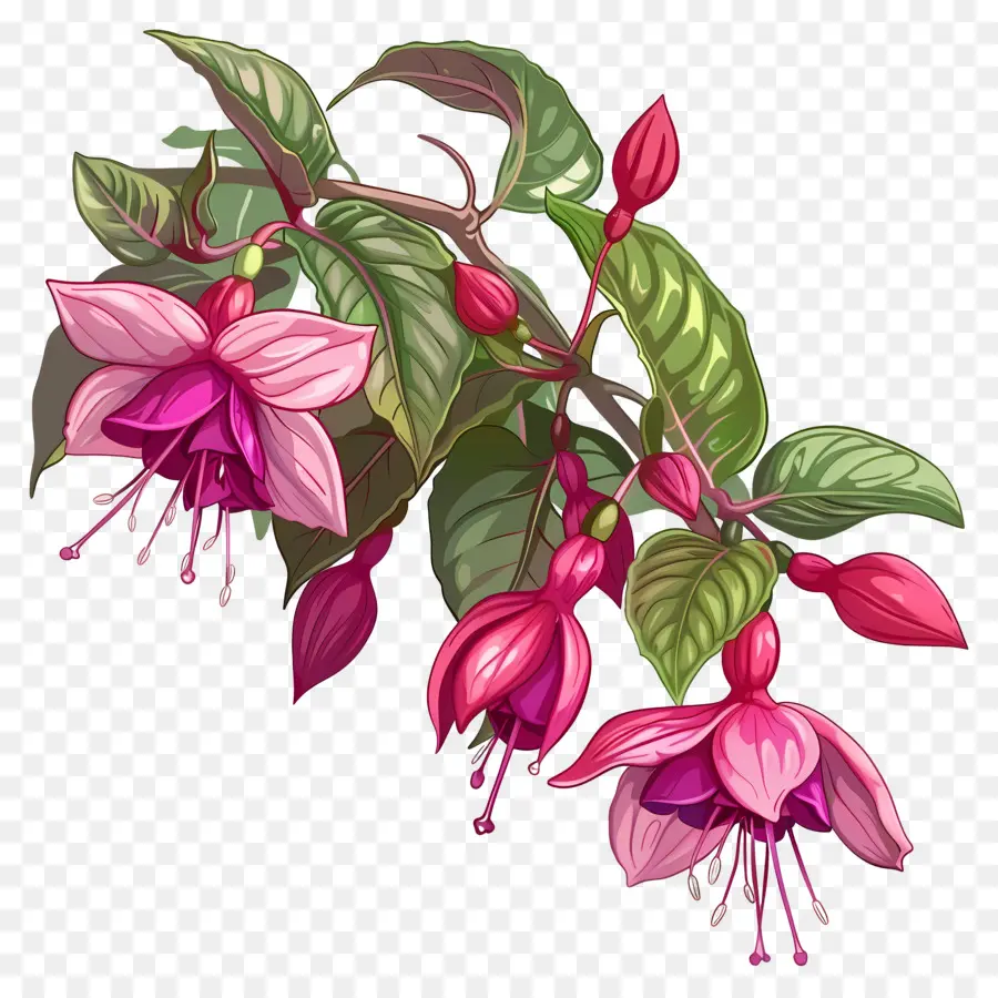 Bunga Fuchsia，Bunga Merah Muda PNG