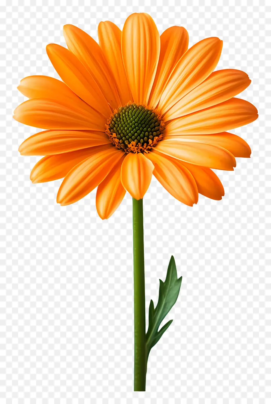 Selamat Pagi，Jeruk Gerbera Daisy PNG