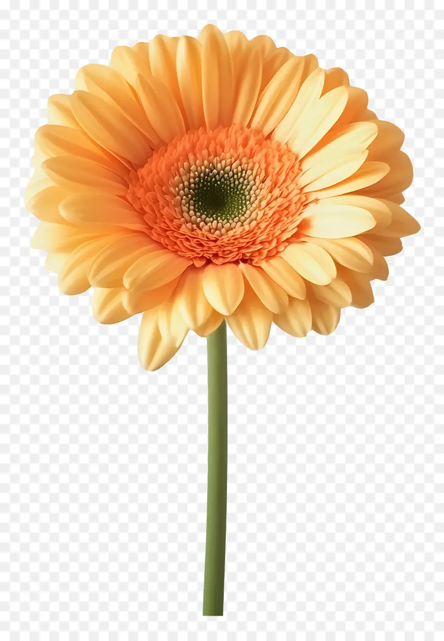 Selamat Pagi，Jeruk Gerbera Daisy PNG