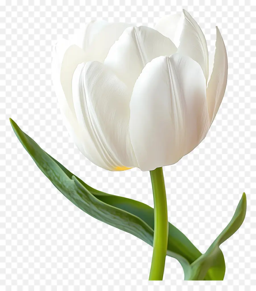 Selamat Pagi，Tulip Putih PNG