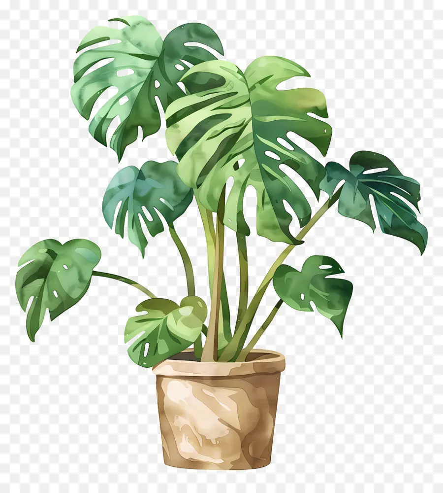 Tanaman Monstera，Tanaman Pot PNG