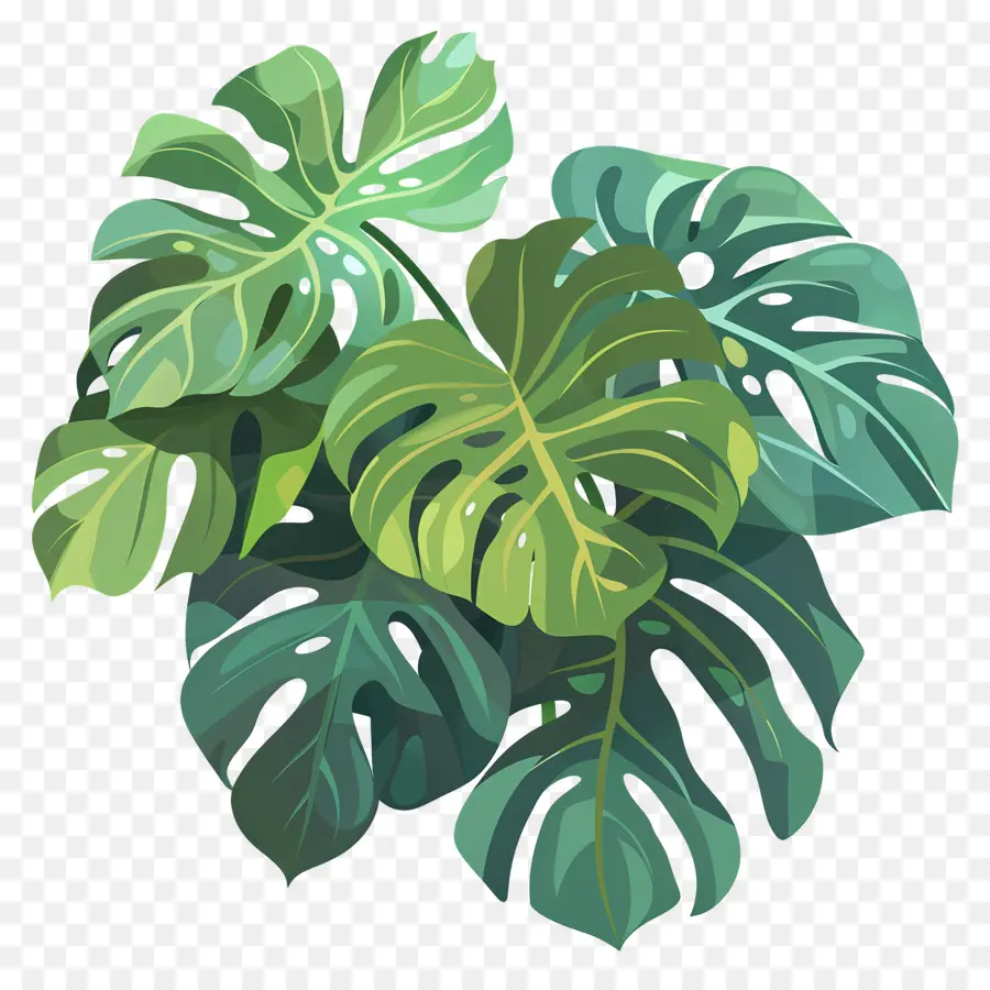 Tanaman Monstera，Daun Tropis PNG