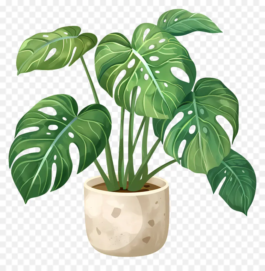 Tanaman Monstera，Tanaman Pot PNG