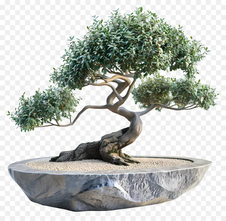 Pohon Bonsai，Tanaman PNG