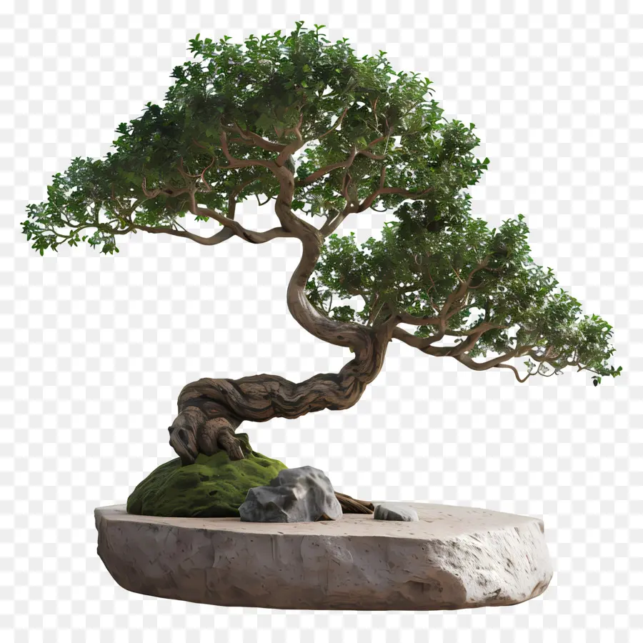 Pohon Bonsai，Tanaman PNG