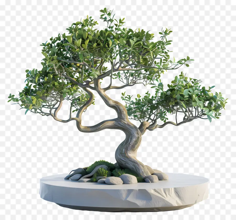 Pohon Bonsai，Tanaman PNG