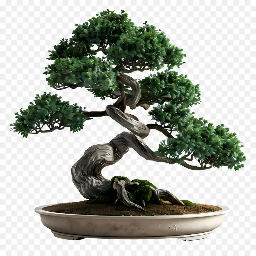 Pohon Bonsai，Bonsai PNG