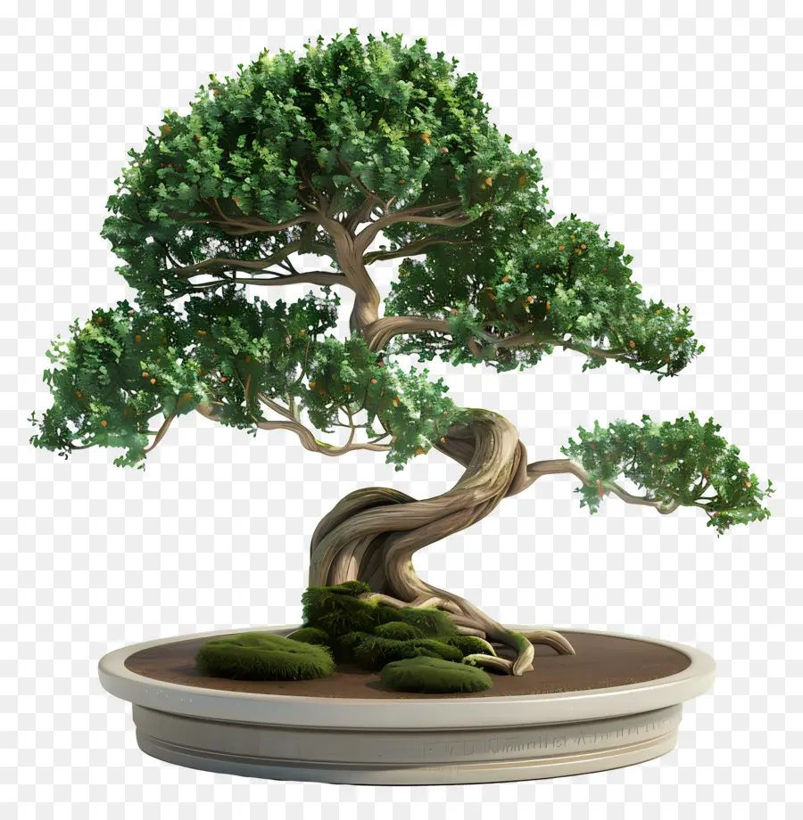 Pohon Bonsai，Bonsai PNG