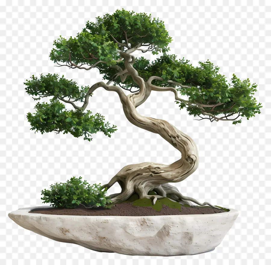 Pohon Bonsai，Tanaman PNG