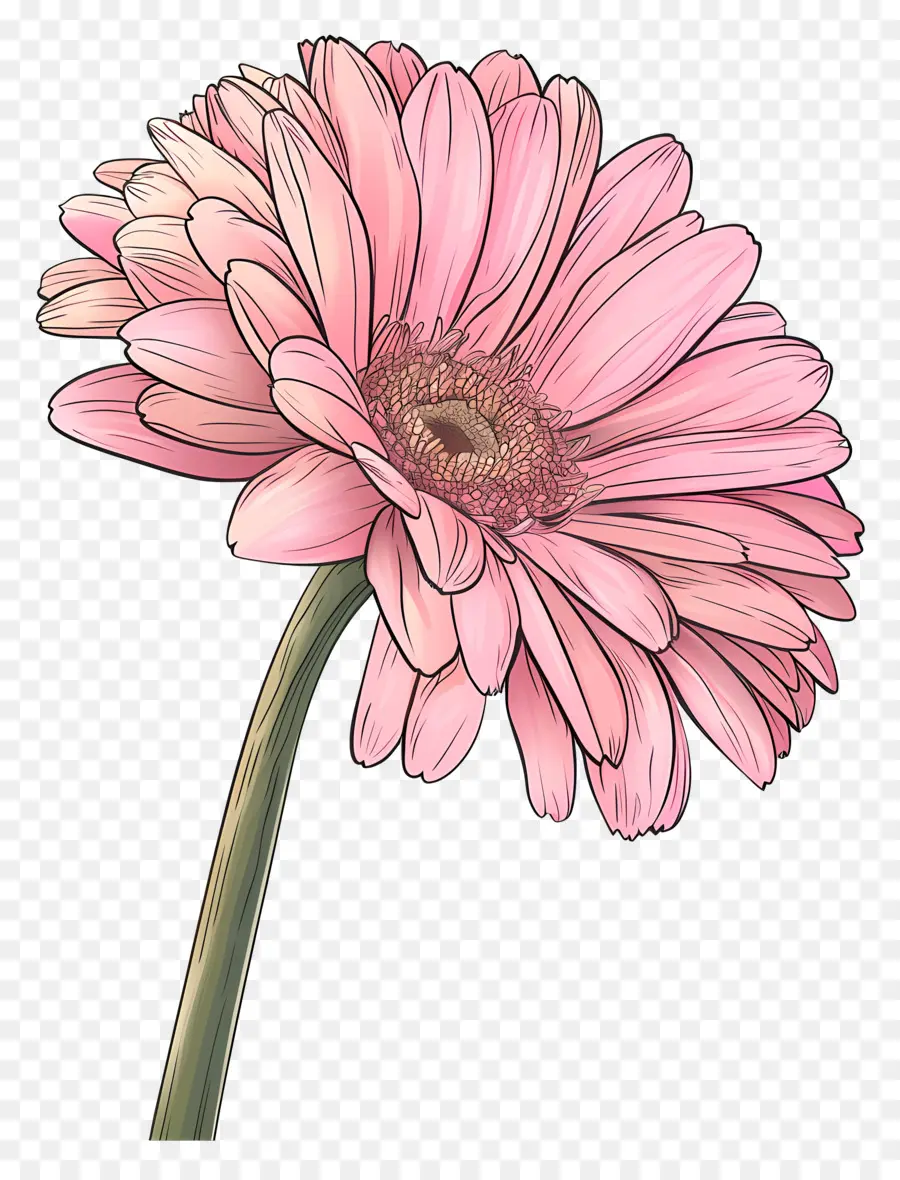 Gerbera Merah Muda，Bunga Merah Muda PNG