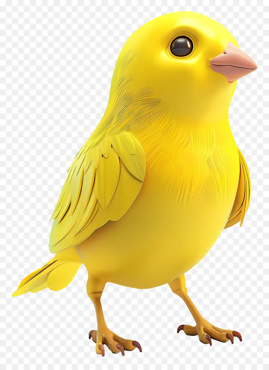 Burung Kuning，Burung PNG