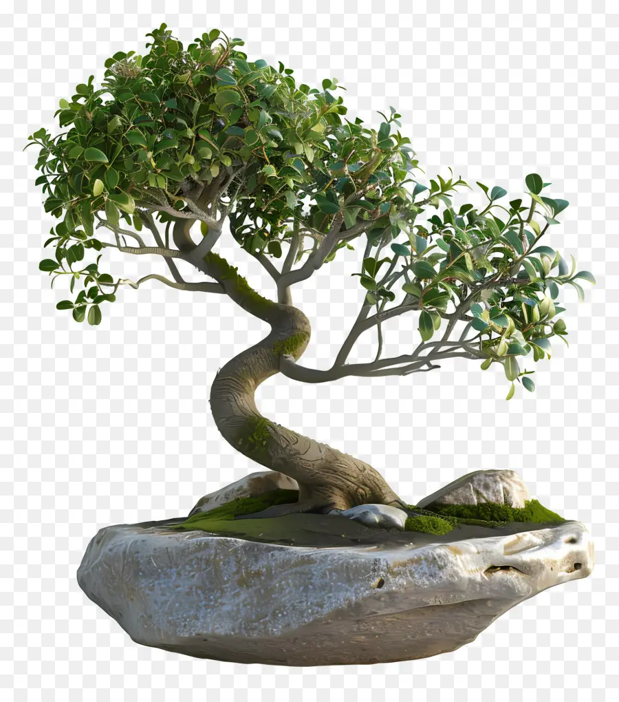 Bonsai Ficus，Pohon Bonsai PNG