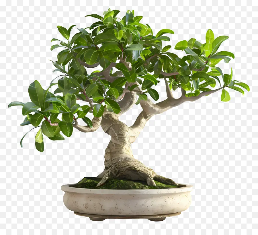 Bonsai Ficus，Pohon Bonsai PNG