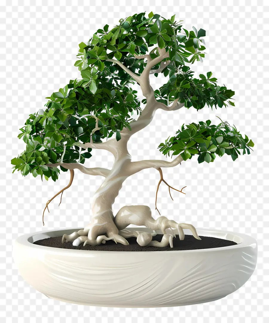 Bonsai Ficus，Pohon Bonsai PNG