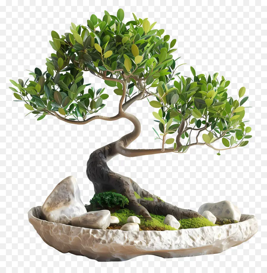 Bonsai Ficus，Pohon Bonsai PNG