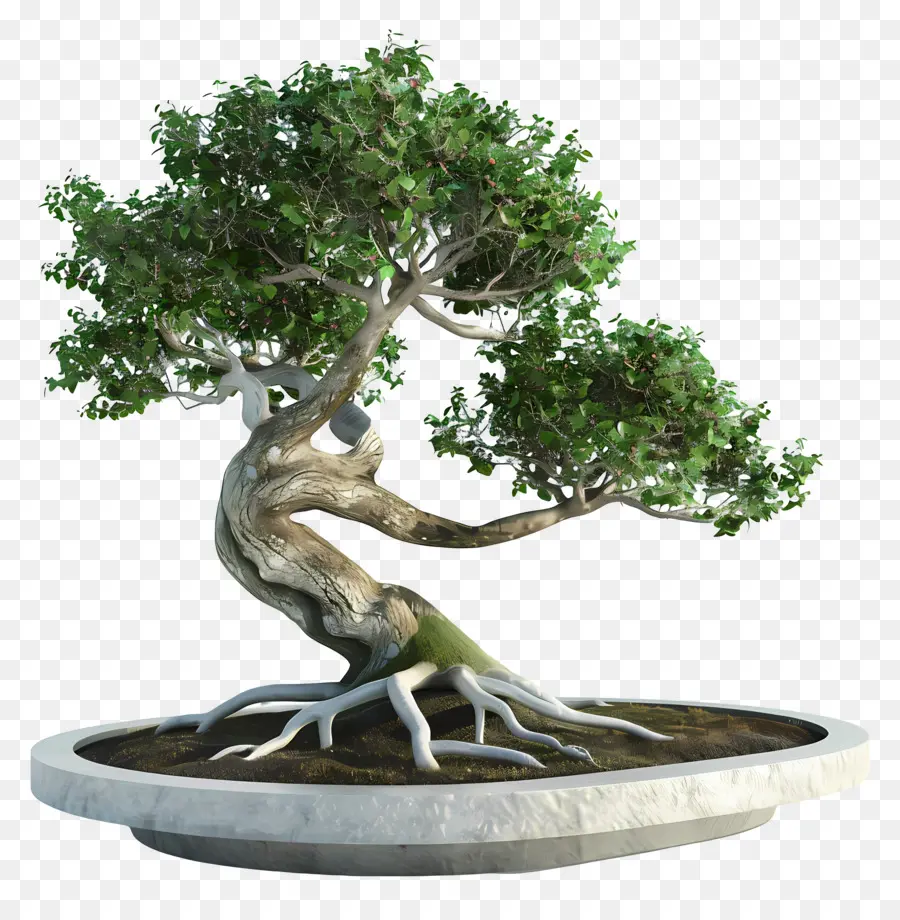 Pohon Bonsai，Bonsai PNG