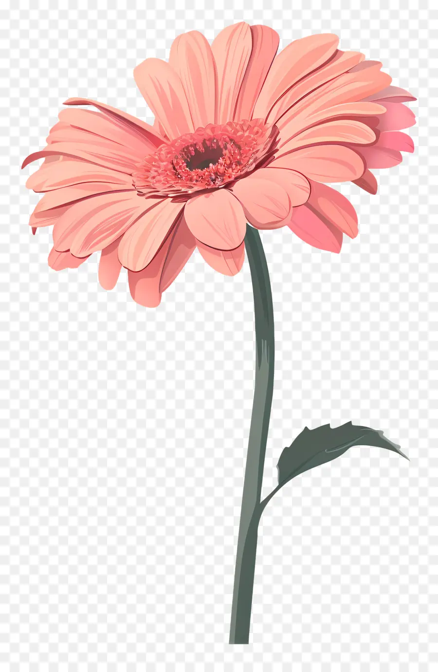 Gerbera Merah Muda，Bunga Merah Muda PNG