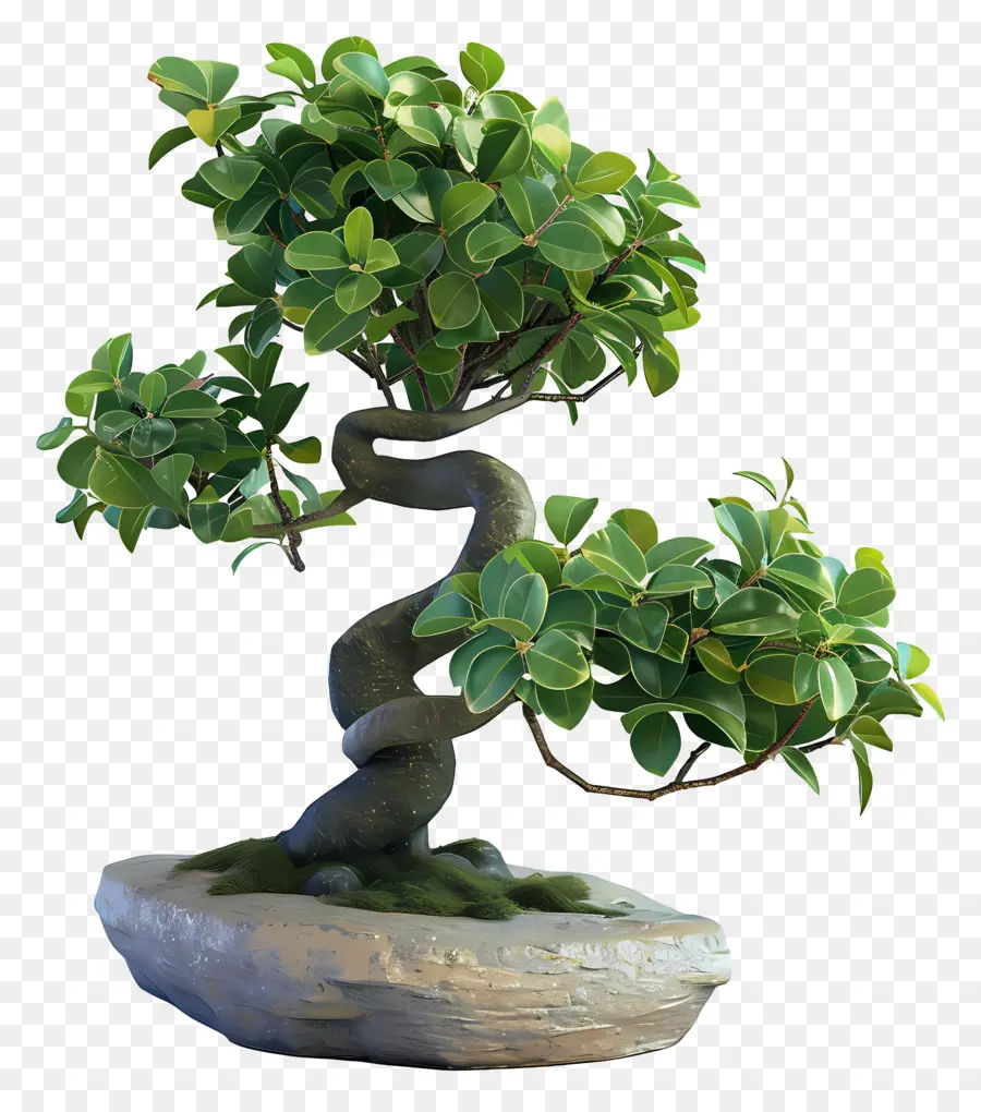 Bonsai Ficus，Pohon Bonsai PNG