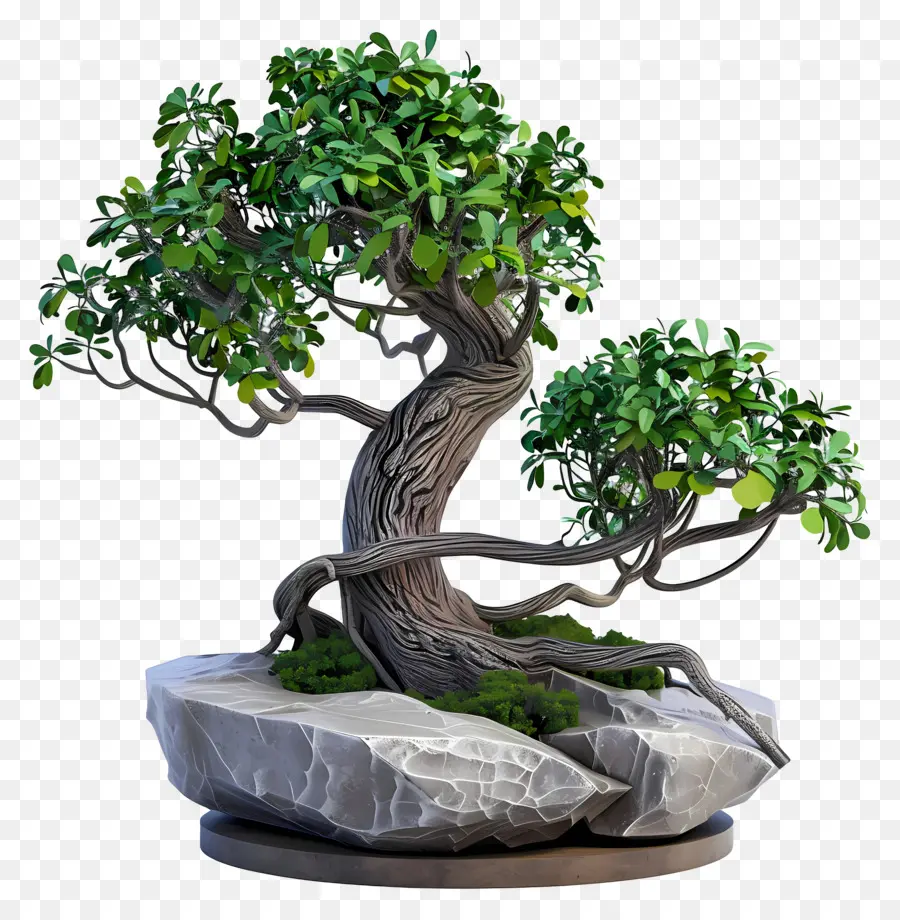 Bonsai Ficus，Pohon Bonsai PNG