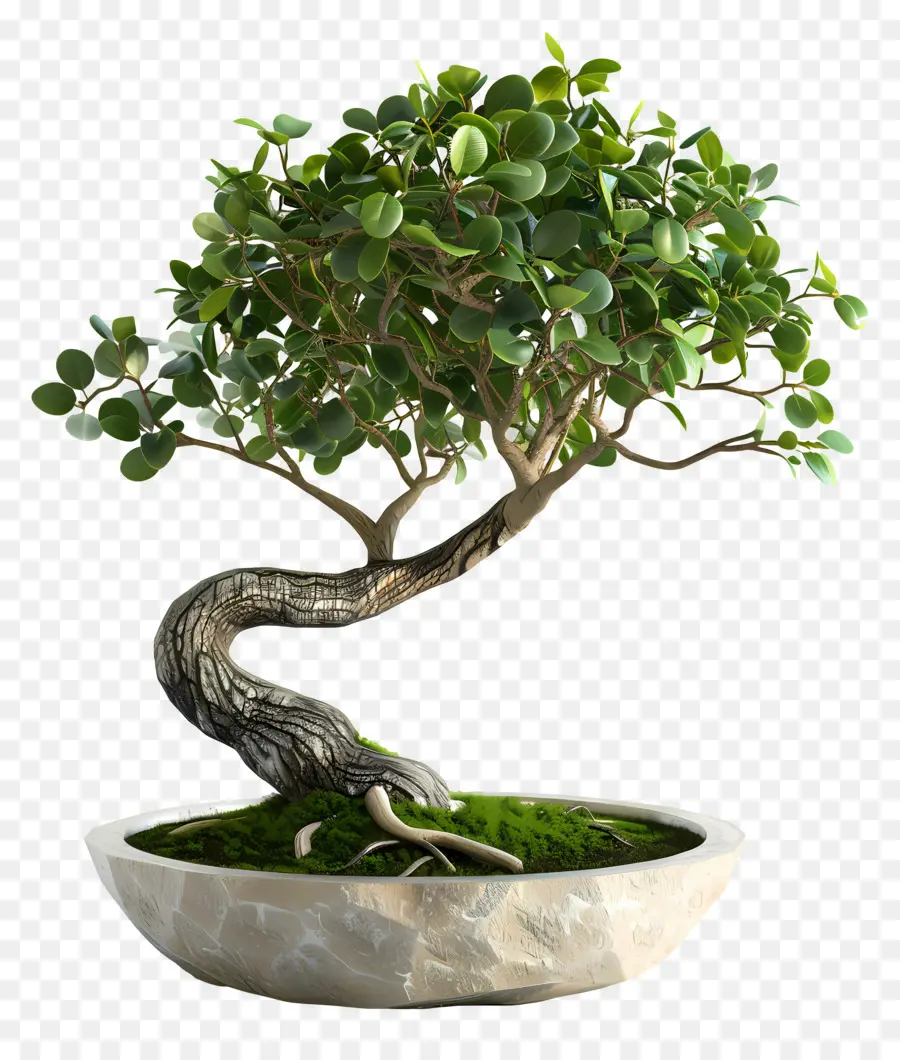 Bonsai Ficus，Pohon Bonsai PNG