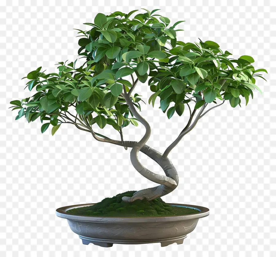 Bonsai Ficus，Pohon Bonsai PNG