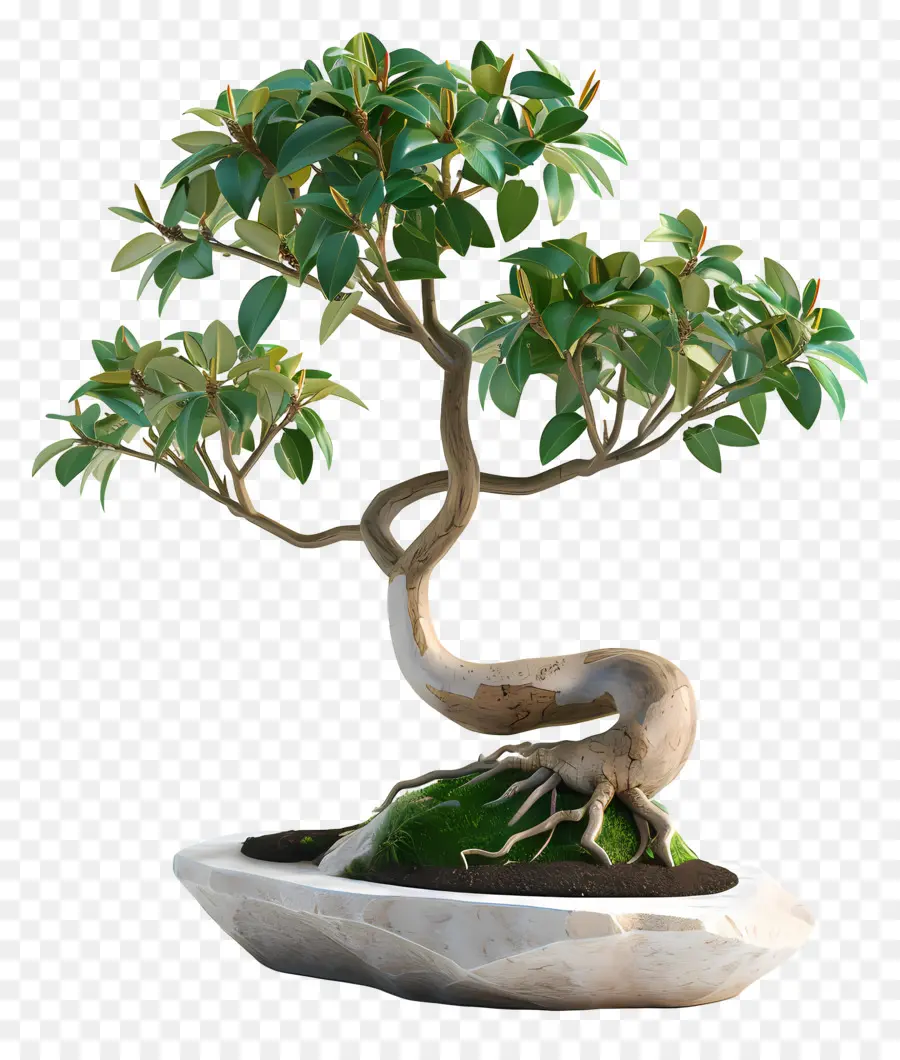 Bonsai Ficus，Pohon Bonsai PNG