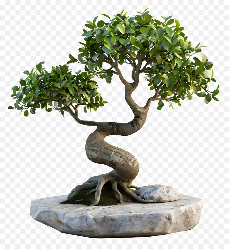 Bonsai Ficus，Pohon Bonsai PNG