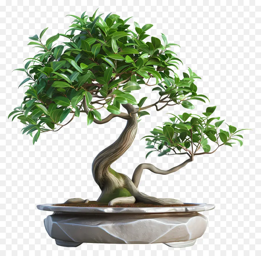 Bonsai Ficus，Pohon Bonsai PNG