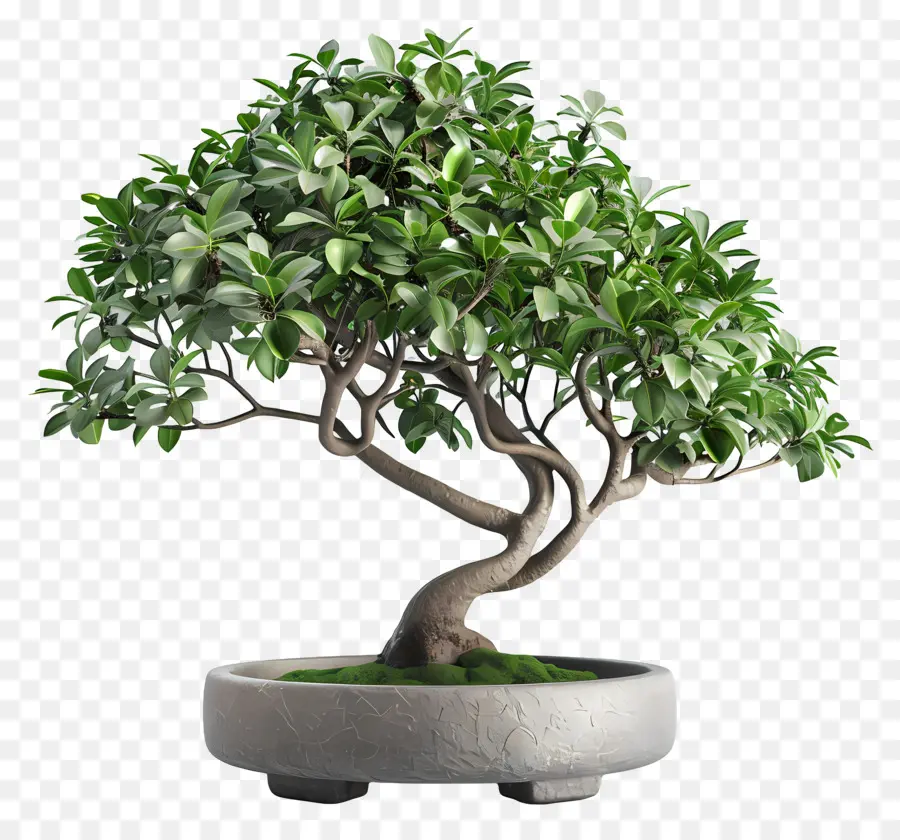 Bonsai Ficus，Tanaman Pot PNG