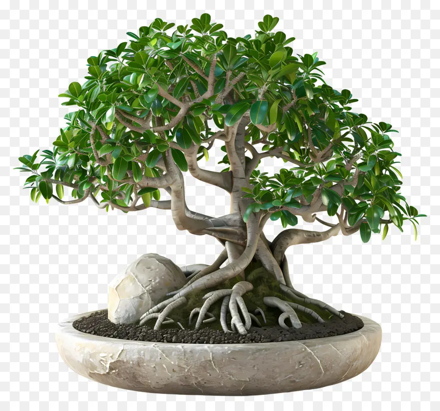 Bonsai Ficus，Pohon Bonsai PNG