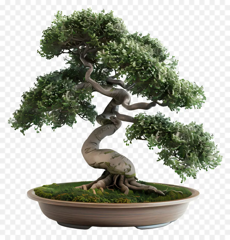 Pohon Bonsai，Bonsai PNG