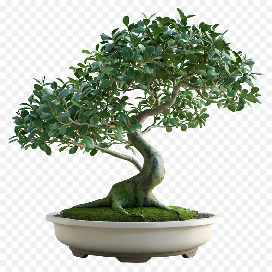 Bonsai Ficus，Pohon Bonsai PNG