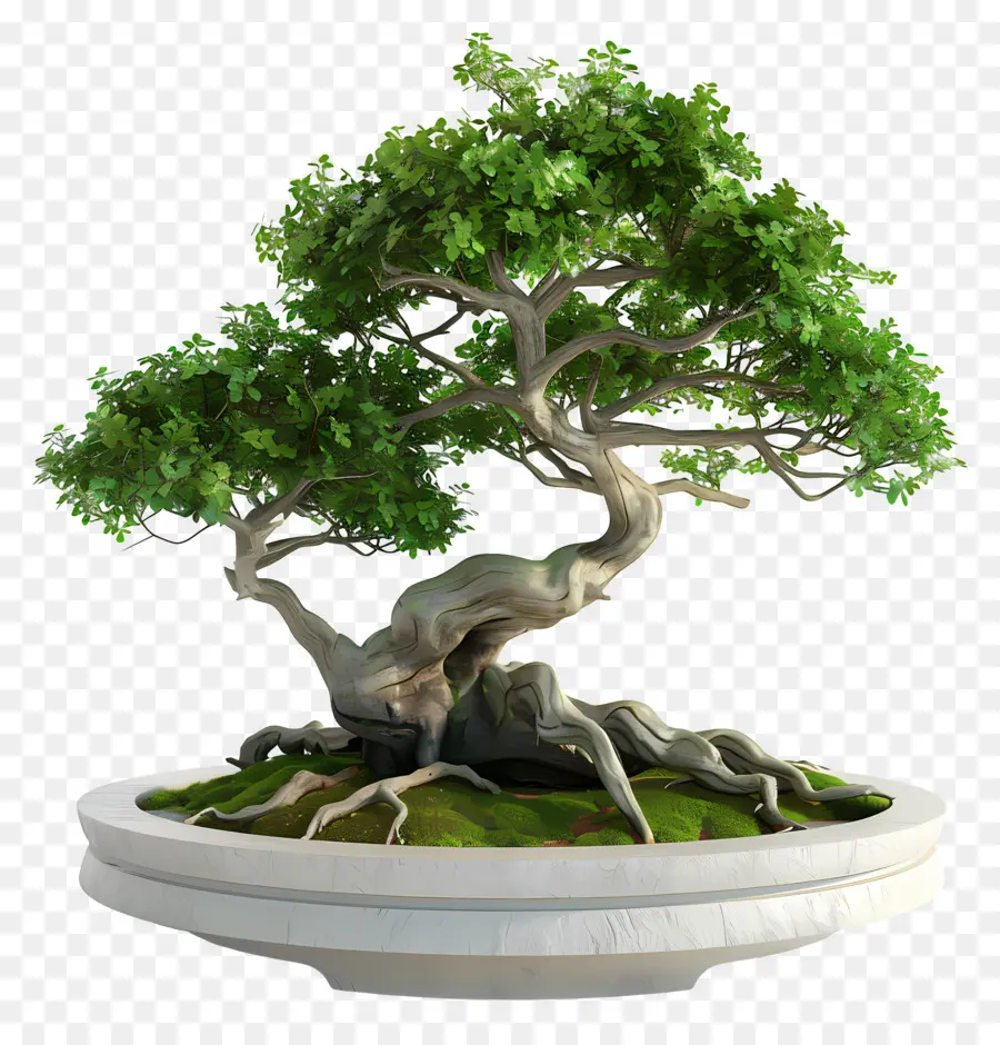 Bonsai Ficus，Pohon Bonsai PNG