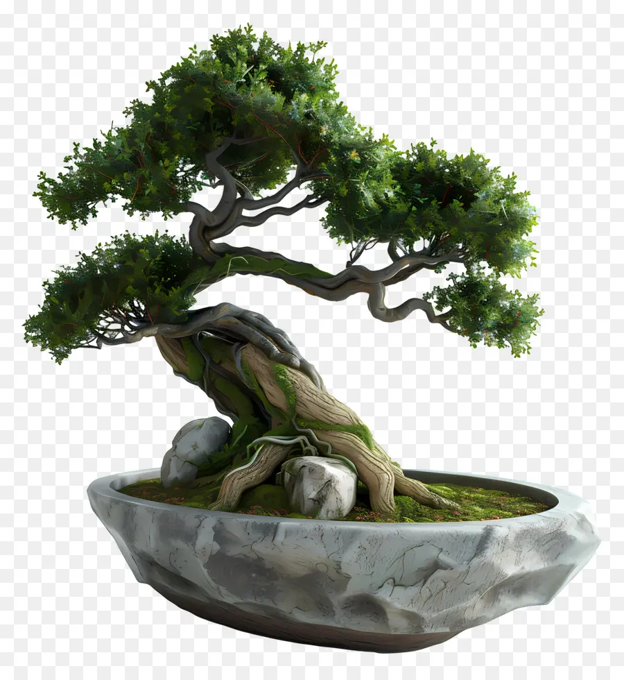 Pohon Bonsai，Pohon PNG