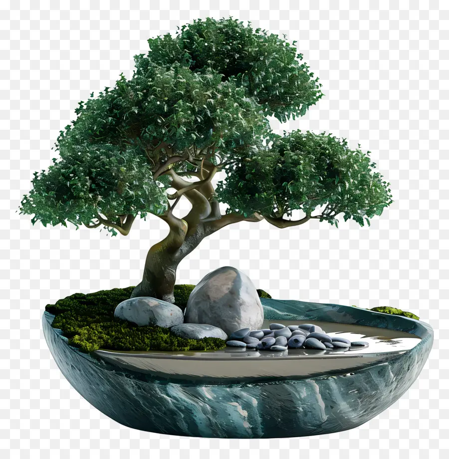 Bonsai Ficus，Pohon Bonsai PNG