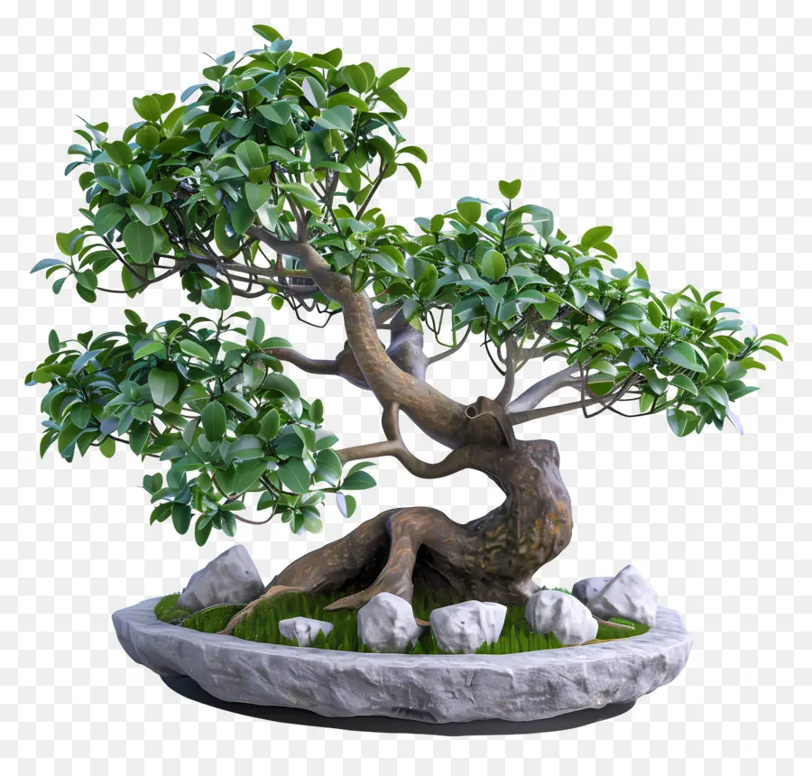 Bonsai Ficus，Pohon Bonsai PNG