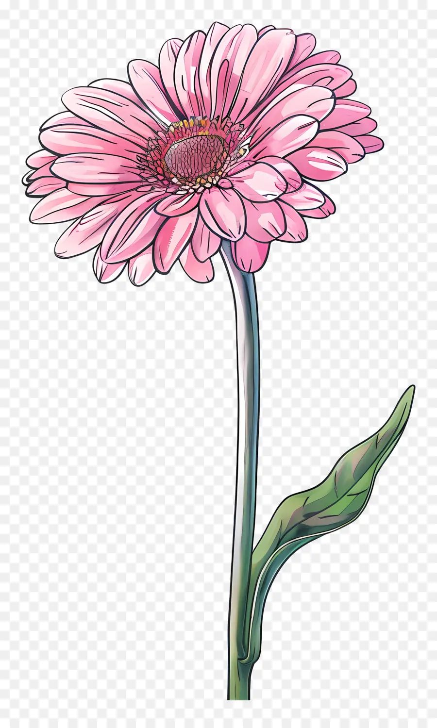 Gerbera Merah Muda，Bunga Aster PNG