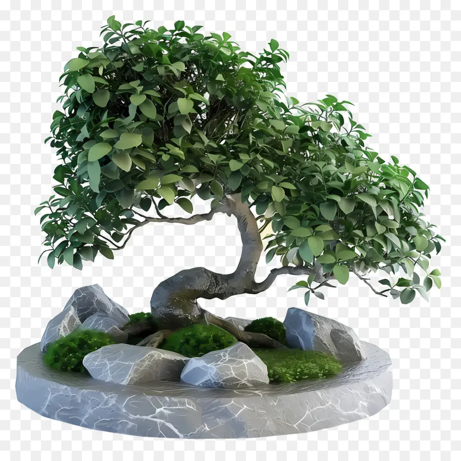 Bonsai Ficus，Pohon Bonsai PNG