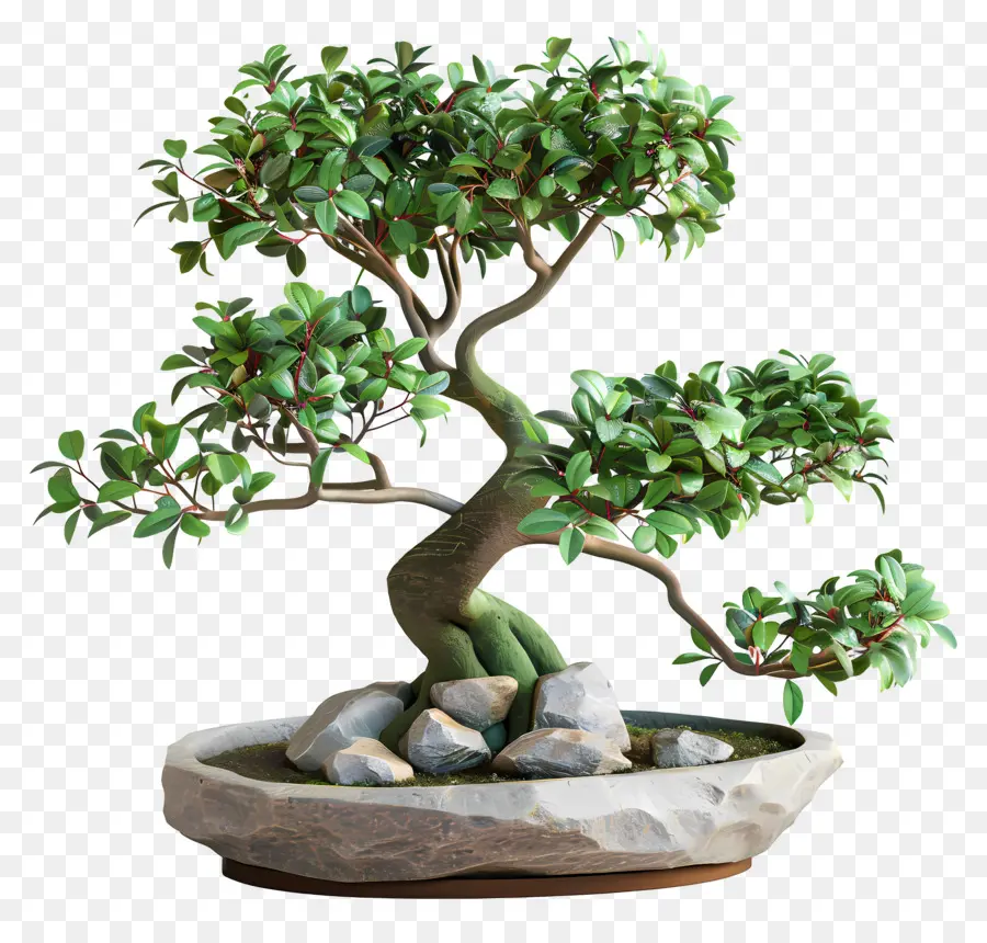 Bonsai Ficus，Pohon Bonsai PNG