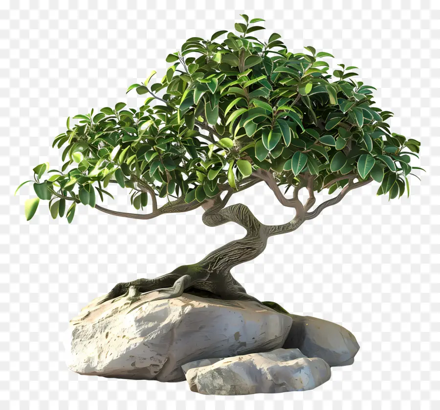 Bonsai Ficus，Pohon Bonsai PNG