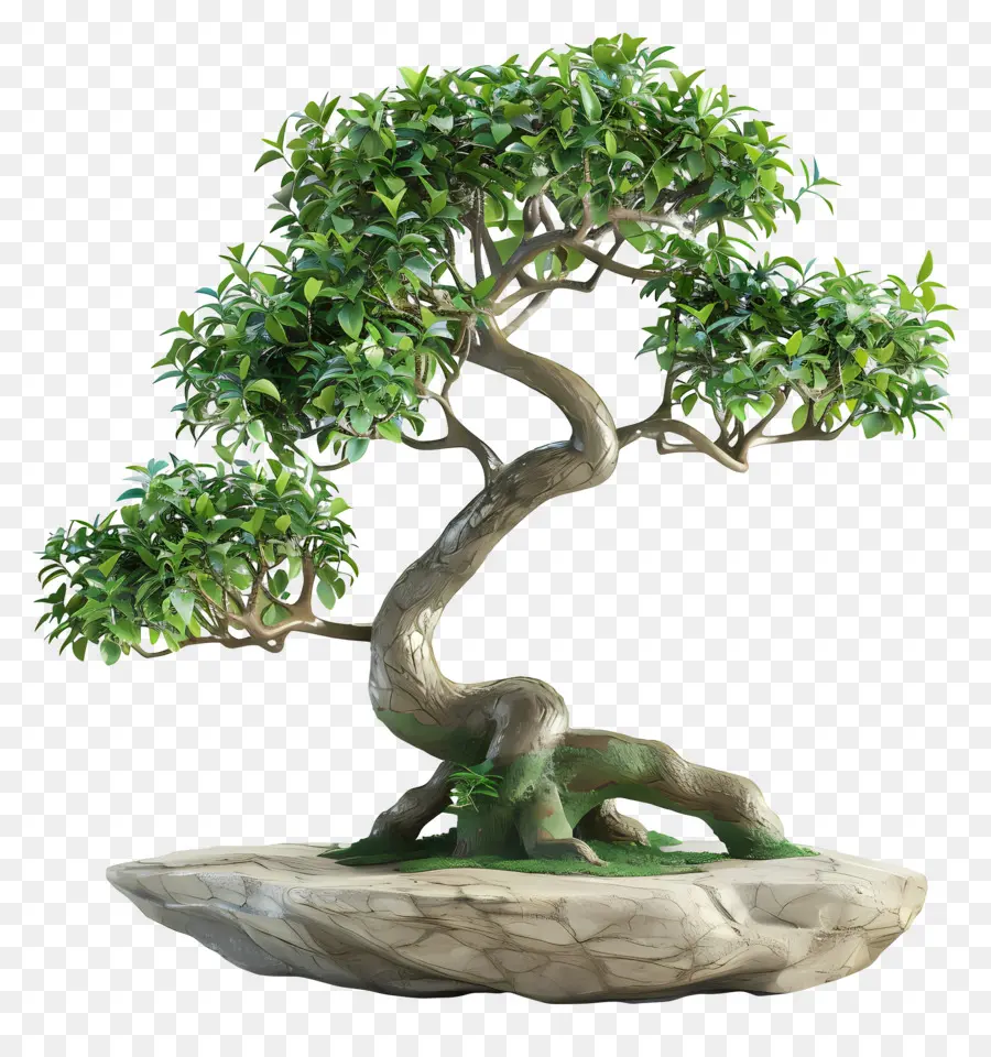 Bonsai Ficus，Pohon Bonsai PNG