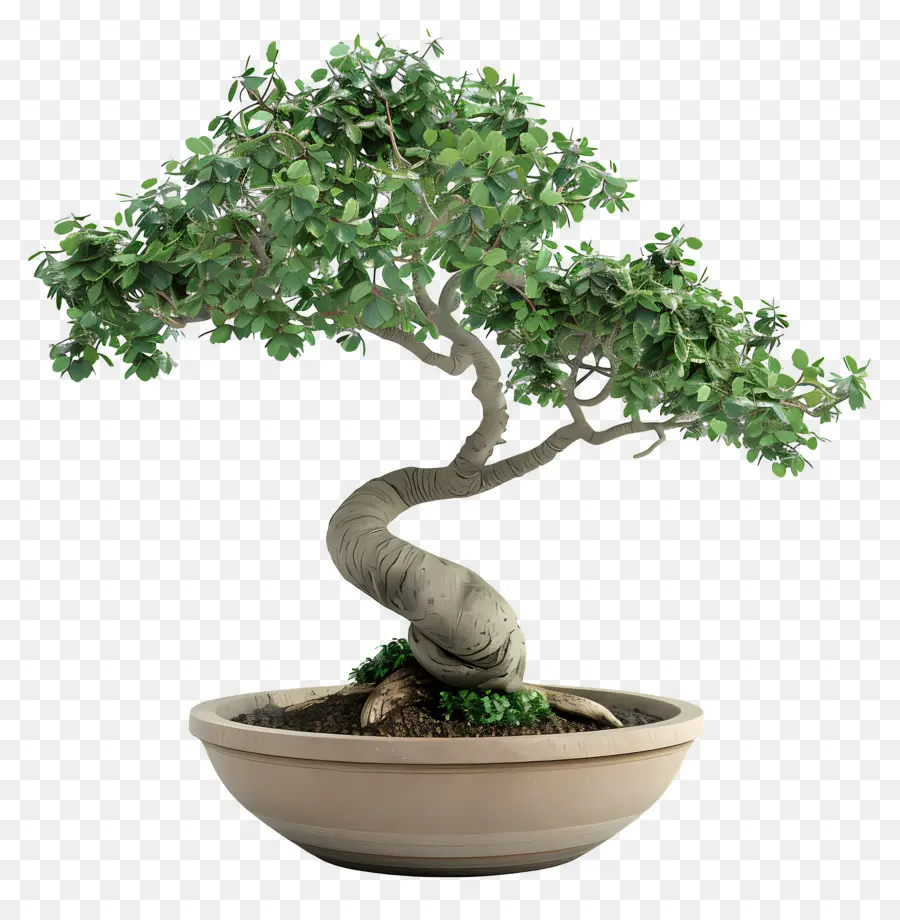 Pohon Bonsai，Miniatur PNG