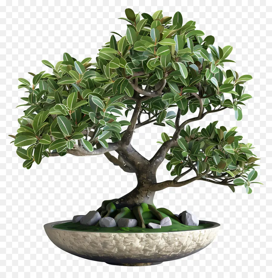 Bonsai Ficus，Pohon Bonsai PNG