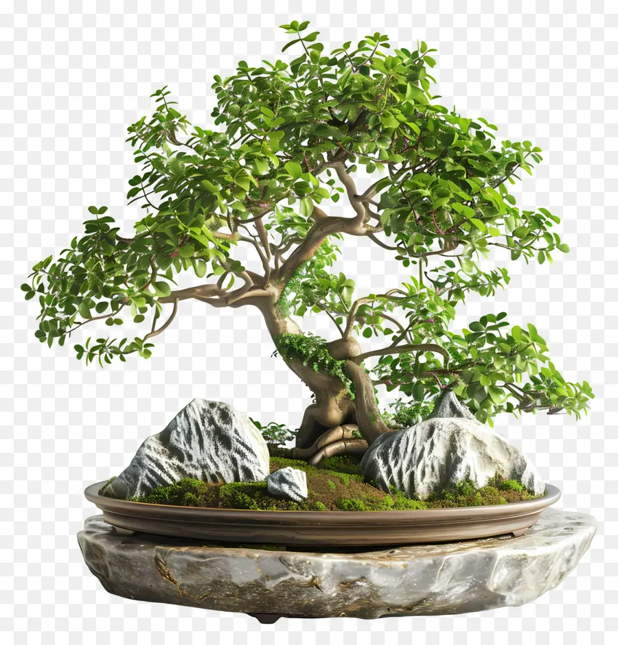 Bonsai Ficus，Pohon Bonsai PNG