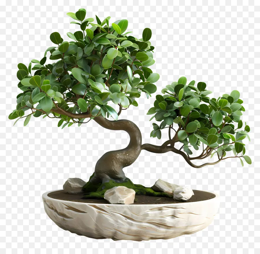 Bonsai Ficus，Pohon Bonsai PNG