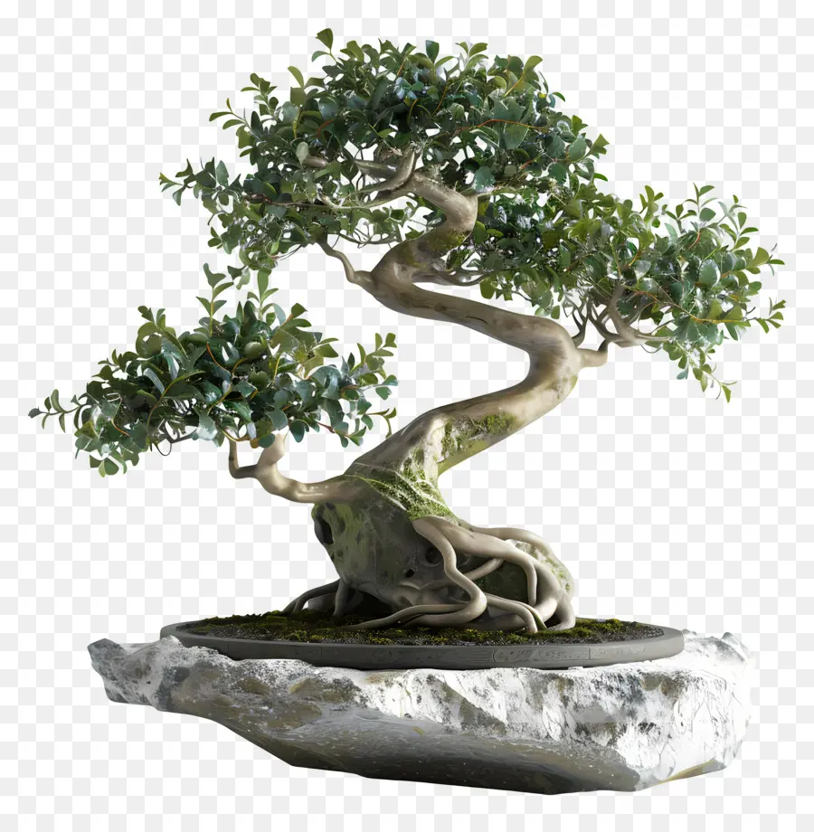 Bonsai Ficus，Pohon Bonsai PNG