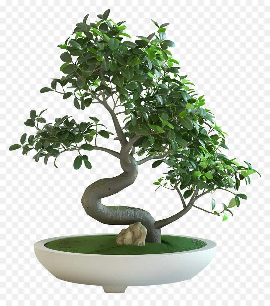 Bonsai Ficus，Pohon Bonsai PNG