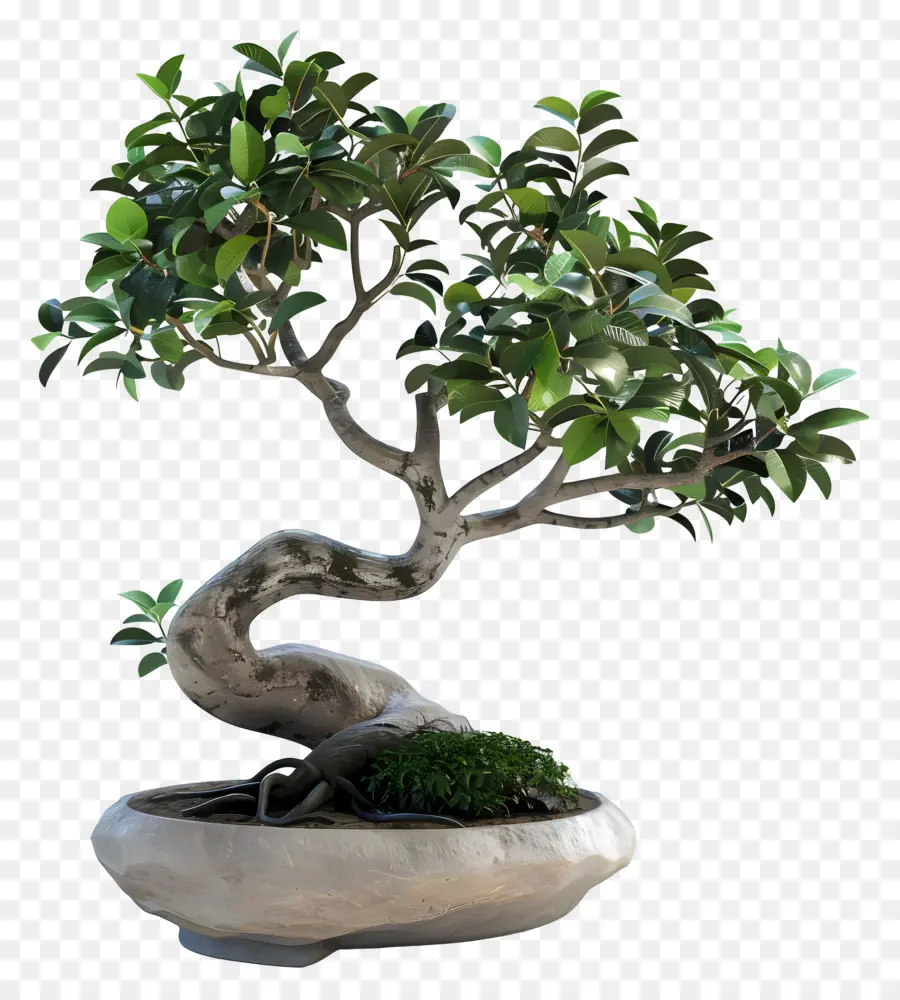 Bonsai Ficus，Pohon Bonsai PNG