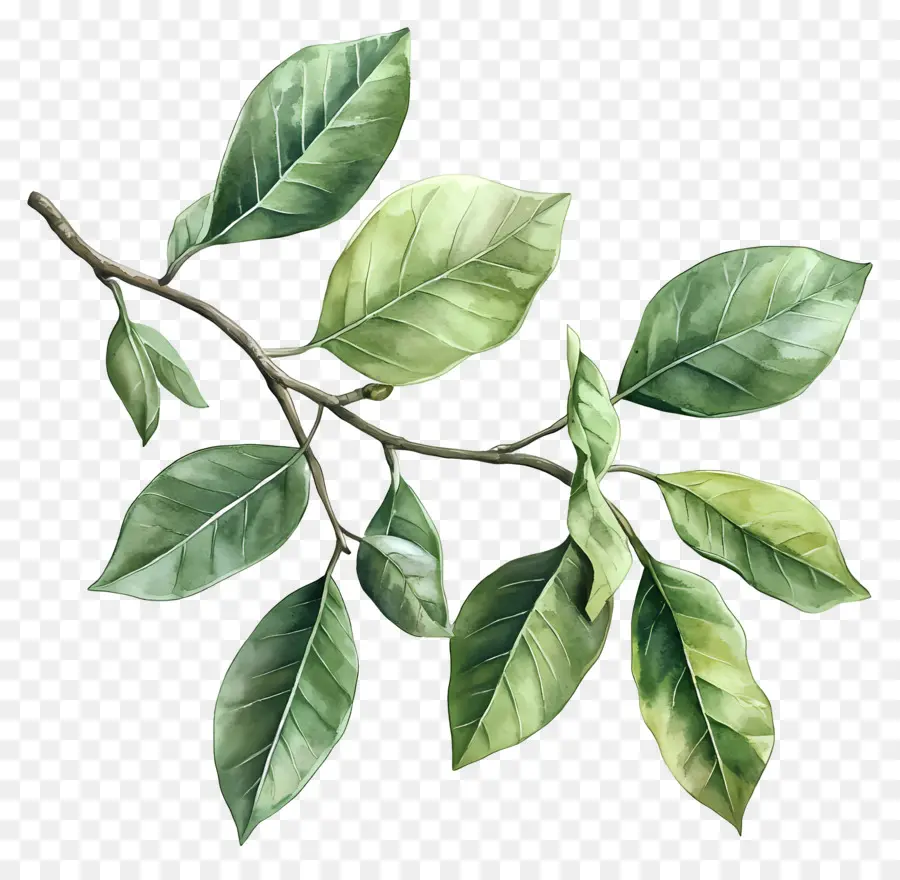 Lukisan Daun，Daun Hijau PNG